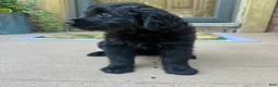 Mixed Breed dogs for sale: 1 Serena - Ad 5