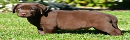 Labrador Retriever dogs for sale: Jackson - Ad 2