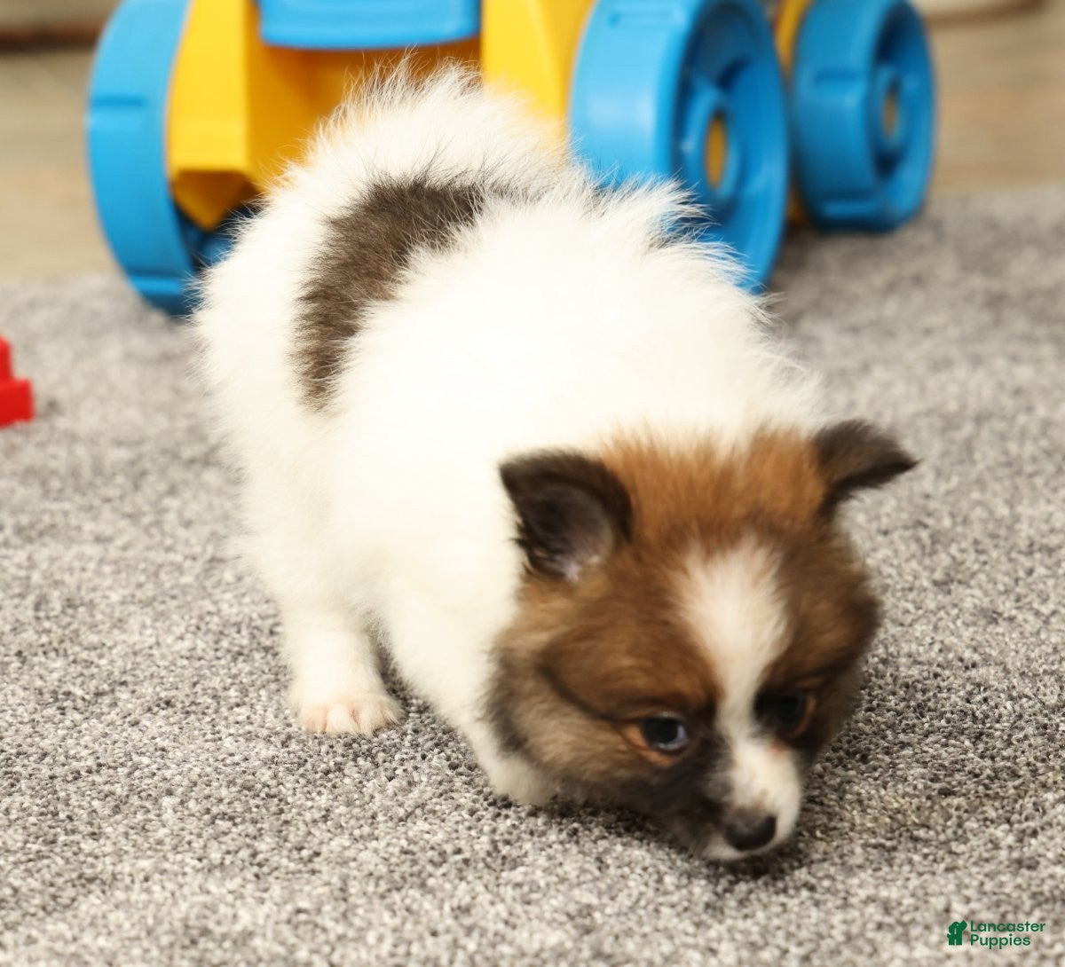 Pomeranian dogs Molly - Ad 2