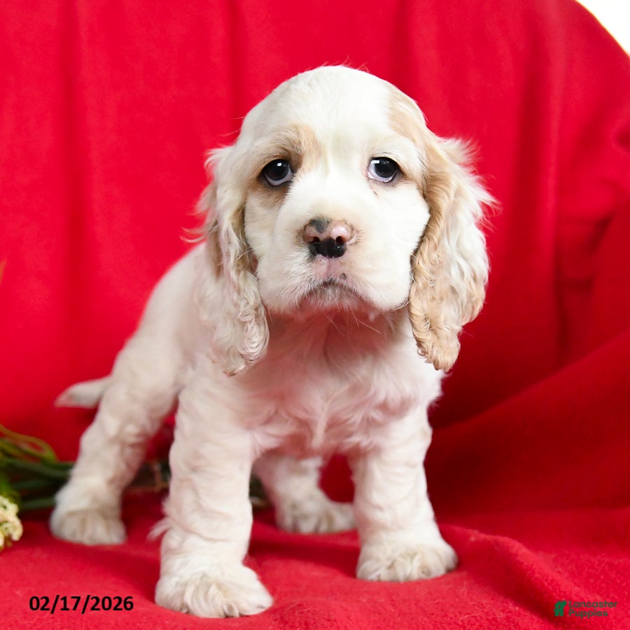 English Cocker Spaniel dogs Lionel - Ad 2