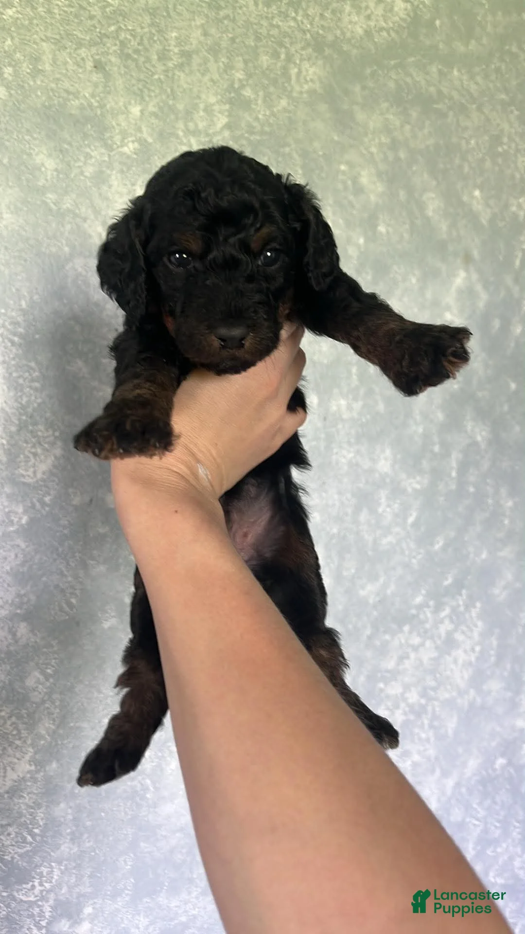 Goldendoodle dogs for sale: Purple  - Ad 2