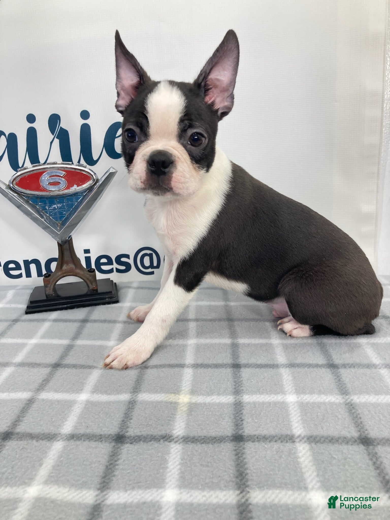 Boston Terrier dogs Cody Boston Terrier Puppy  - Ad 26