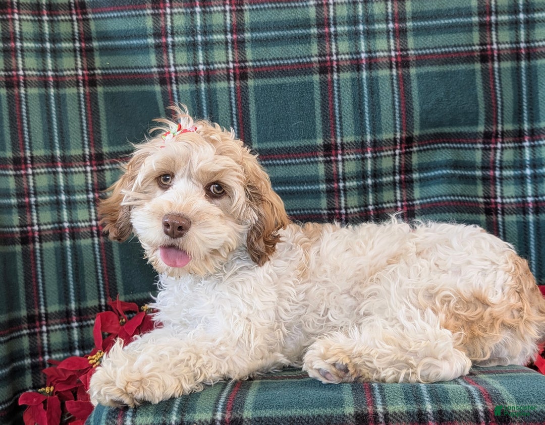 Cockapoo dogs for sale: Krystal - Ad 5