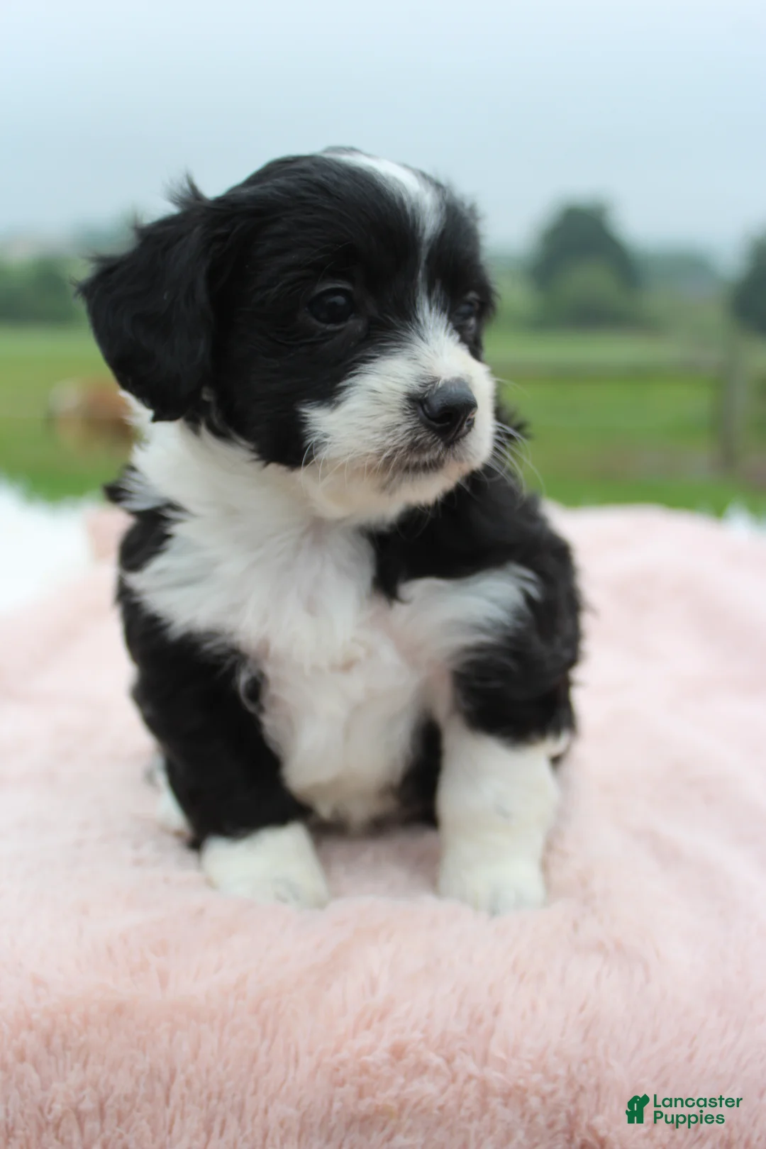 Mini Aussiedoodle dogs for sale: Mini Aussiedoodle 4 - Ad 2
