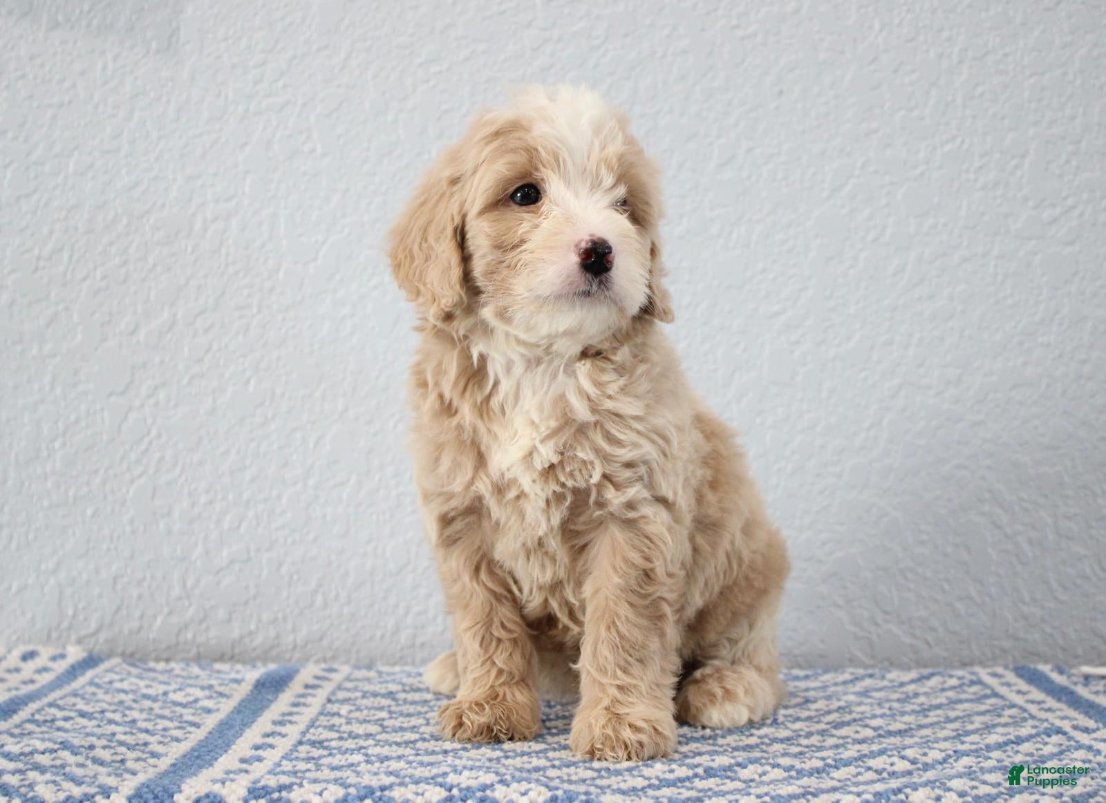 Mini Goldendoodle dogs Vinnie - Ad 1