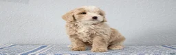 Mini Goldendoodle dogs for sale: Vinnie - Ad 1