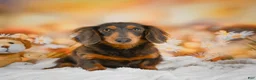 Miniature Dachshund dogs for sale: Dominic - Ad 10