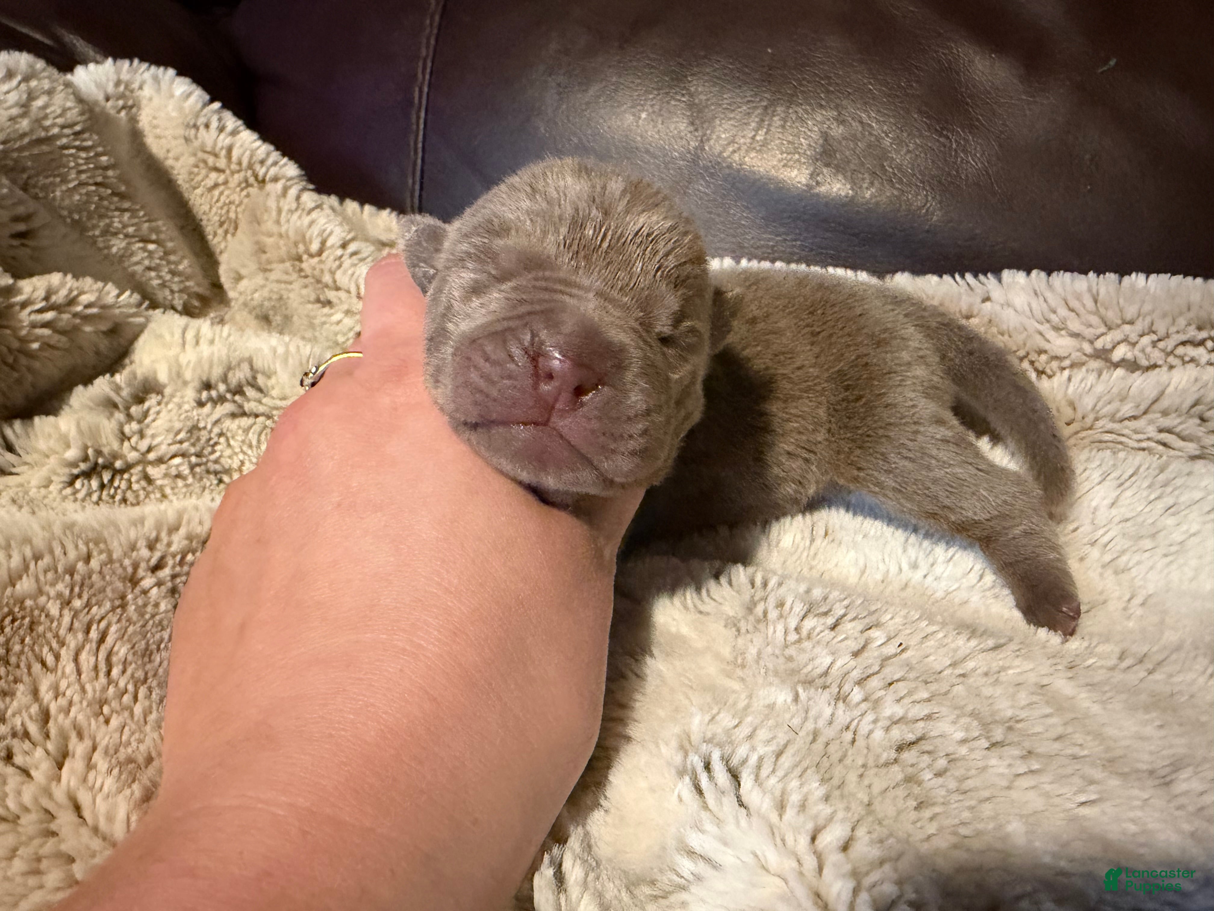 Shar Pei dogs for sale: Juniper - Ad 1