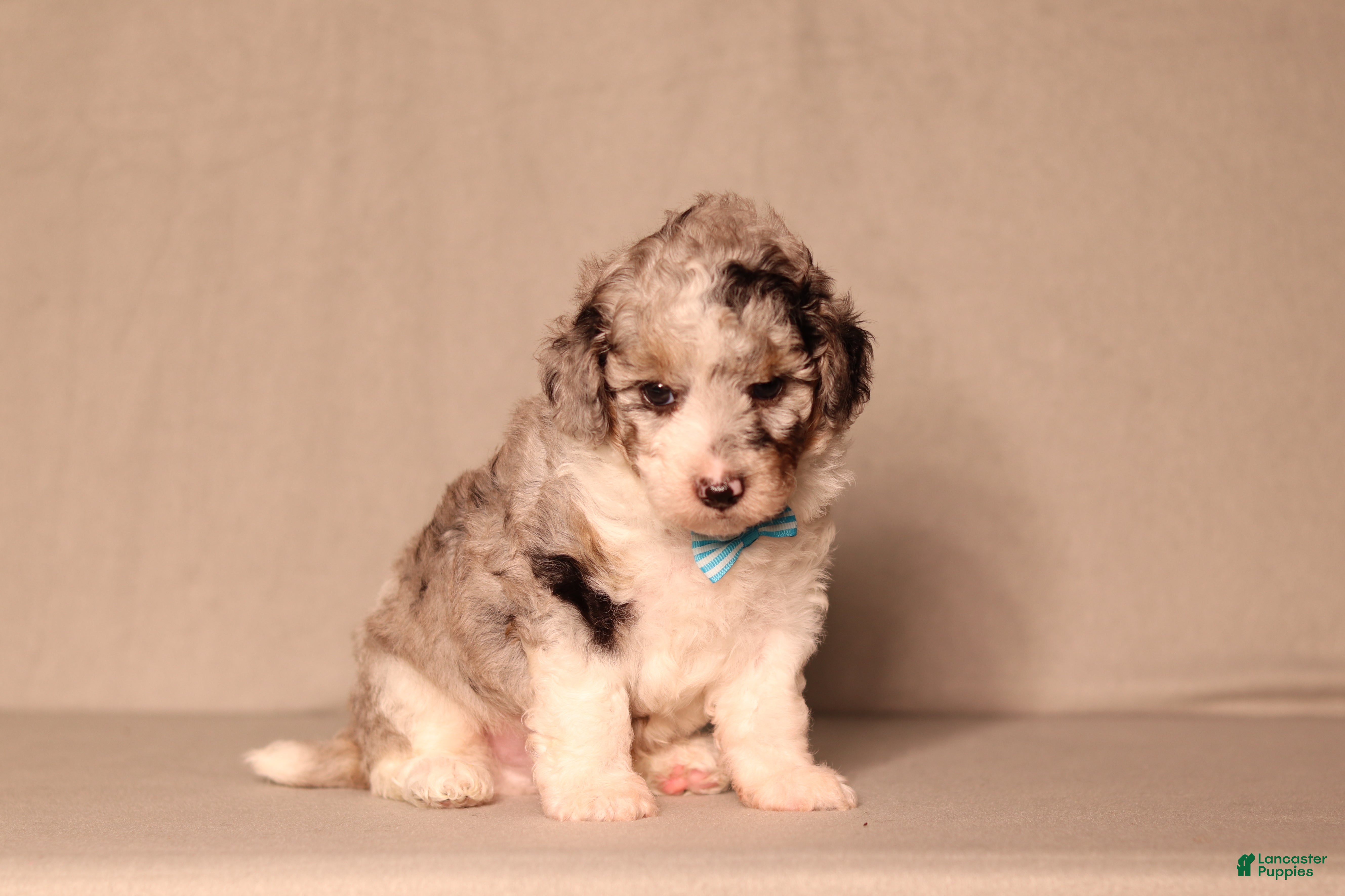 Miniature Poodle dogs Bandit - Ad 1