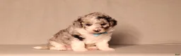Miniature Poodle dogs for sale: Bandit - Ad 1