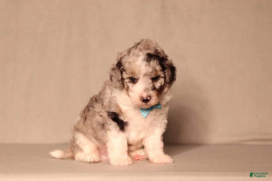 Miniature Poodle dogs for sale: Bandit - Ad 1