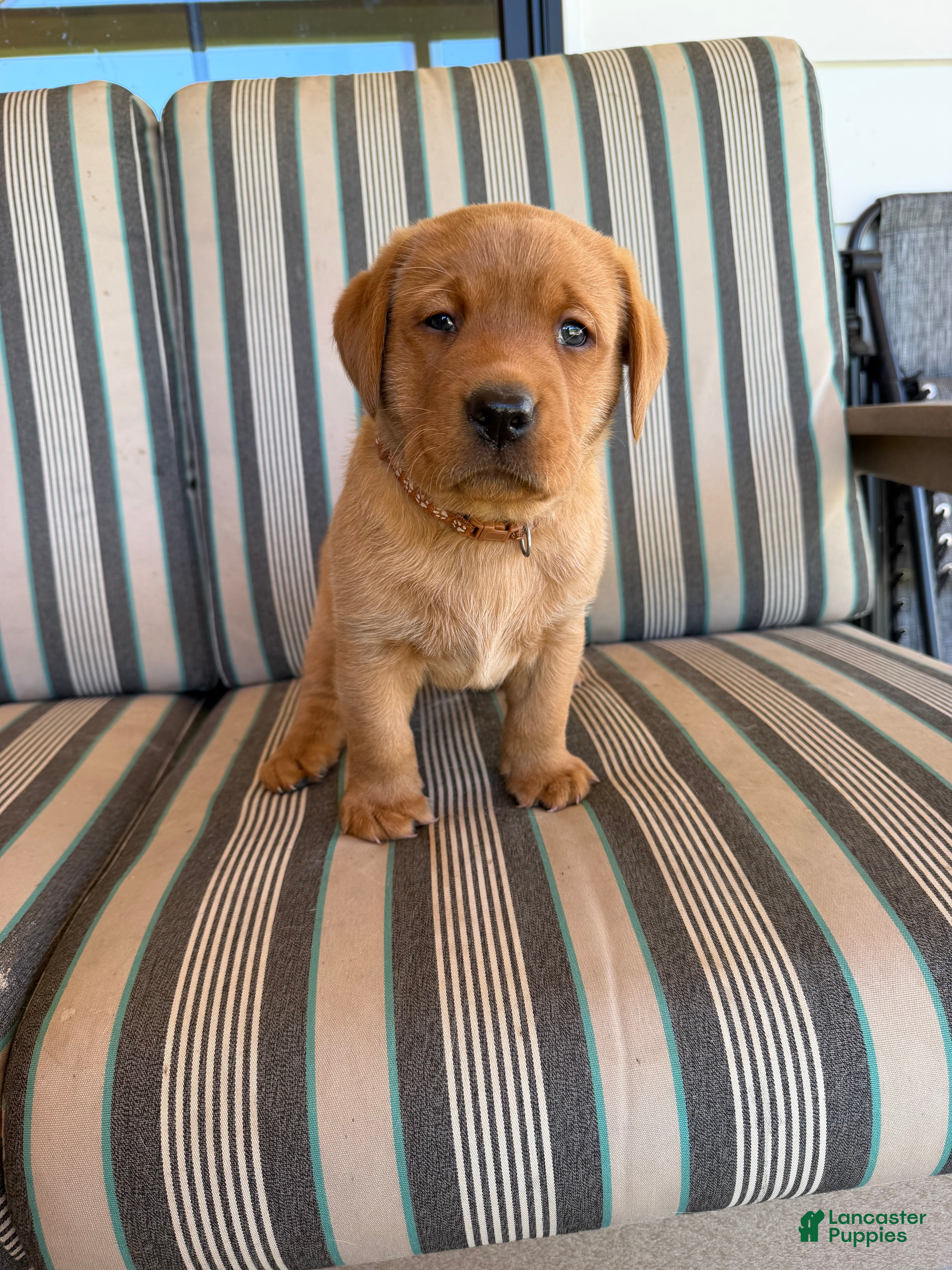 Labrador Retriever dogs for sale: Rambo - Ad 2