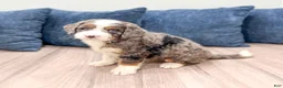 Mini Bernedoodle dogs for sale: Scarlett - Ad 1