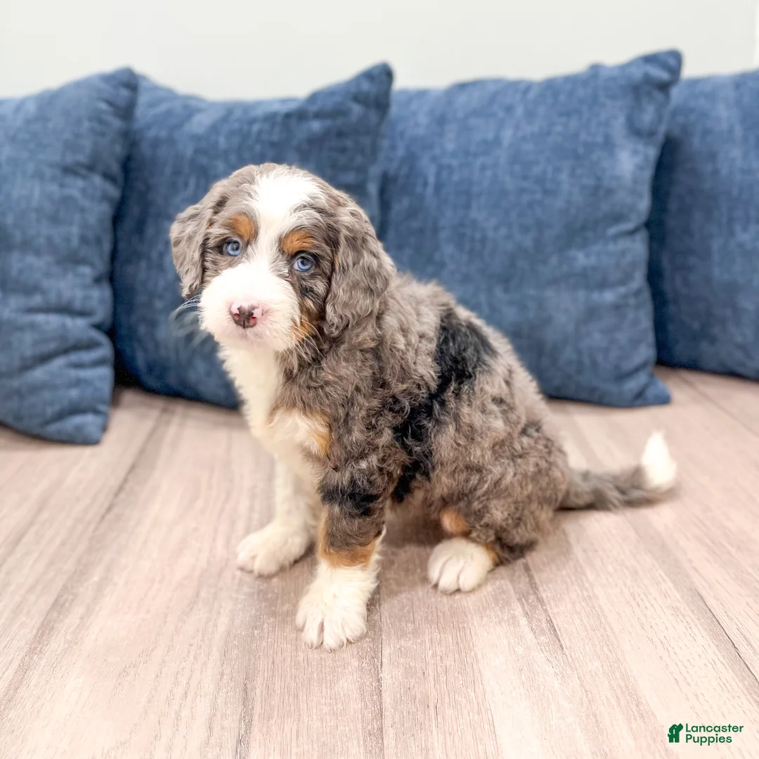 Mini Bernedoodle dogs for sale: Scarlett - Ad 1