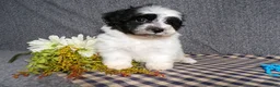 Havanese dogs for sale: Kye - Ad 4