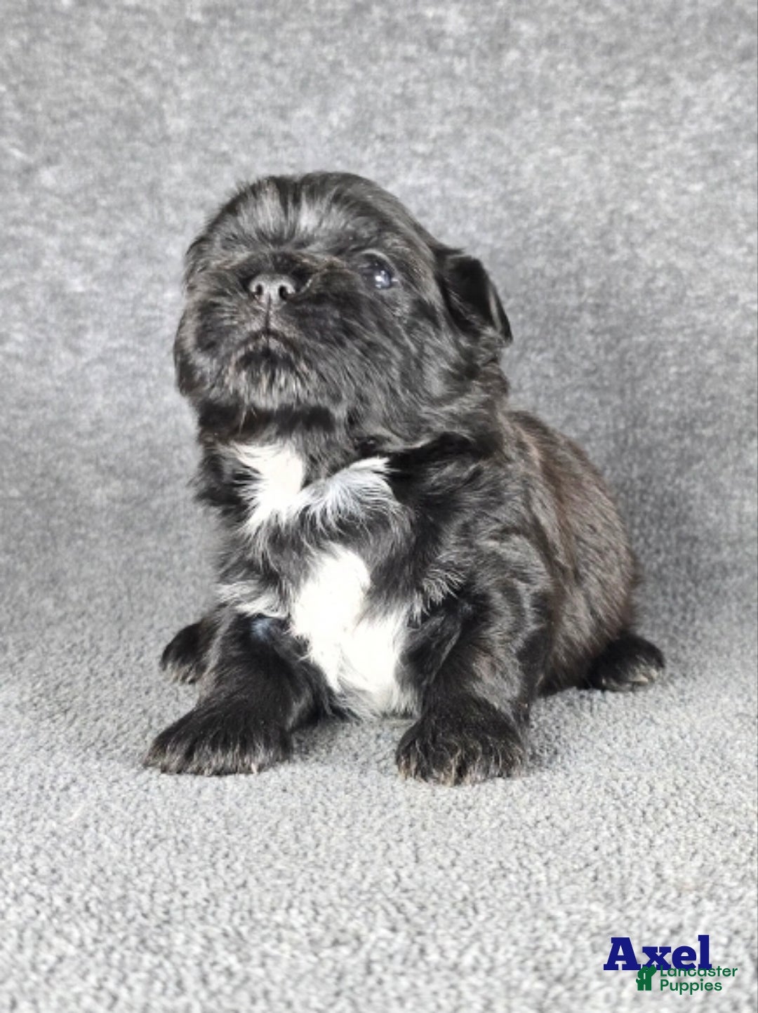 Shih Tzu dogs for sale: Axel - Ad 8