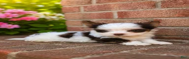 Biewer Terrier 1