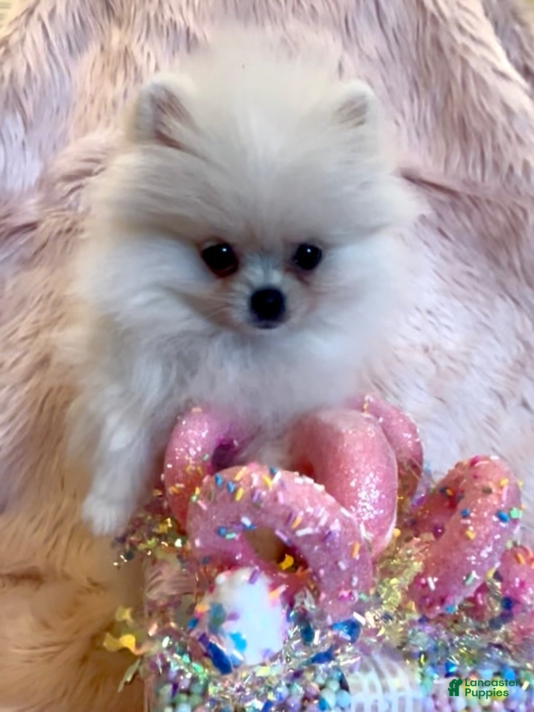Pomeranian dogs for sale: Lynette AKC Registered full rights  - Ad 10