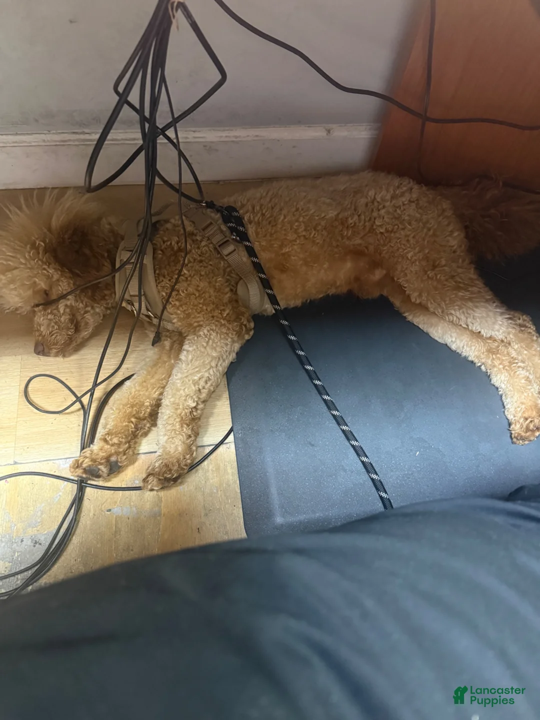Miniature Poodle dogs for stud: Xylon - Ad 2