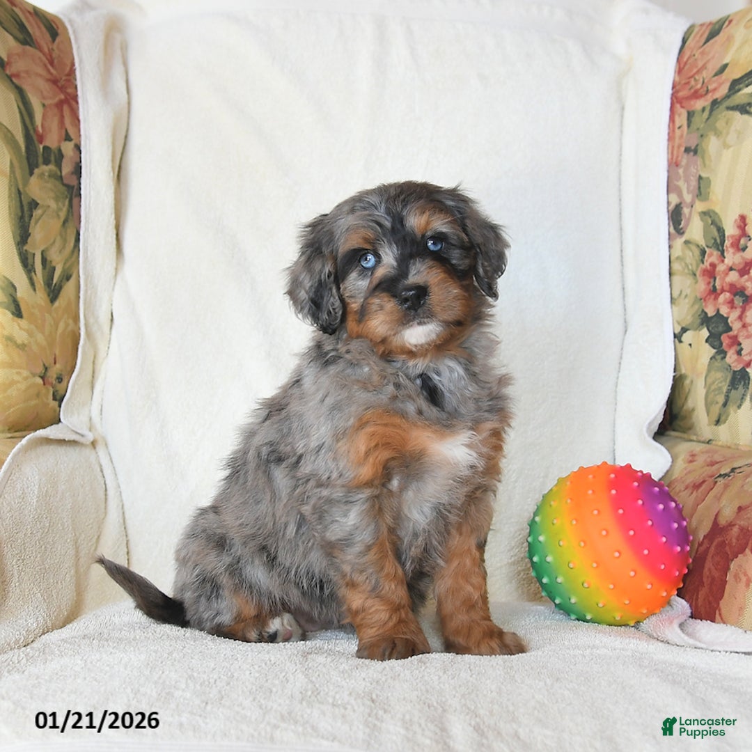 Mini Bernedoodle dogs for sale: Remy - Ad 2