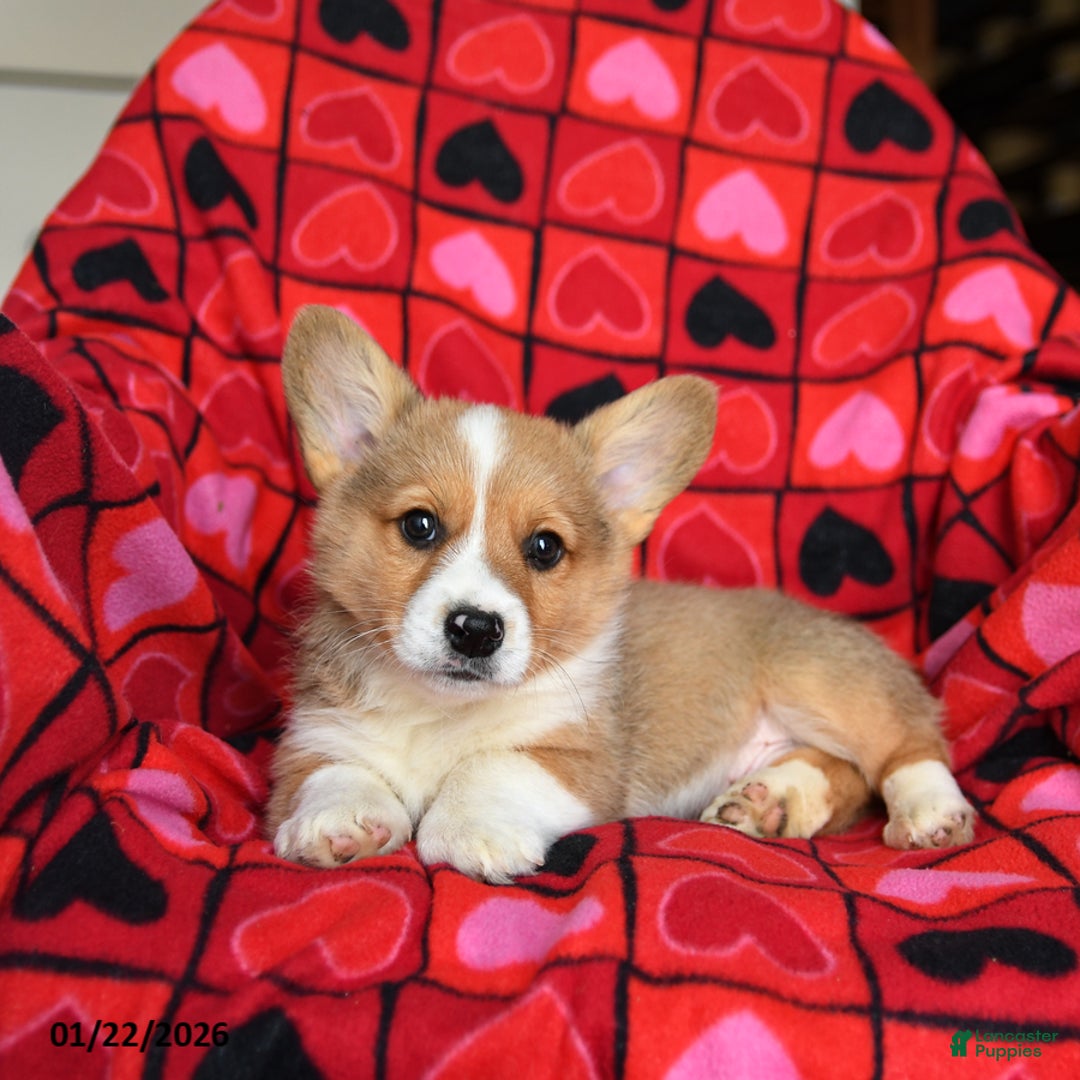 Welsh Corgi Pembroke dogs for sale: Spunky - Ad 5