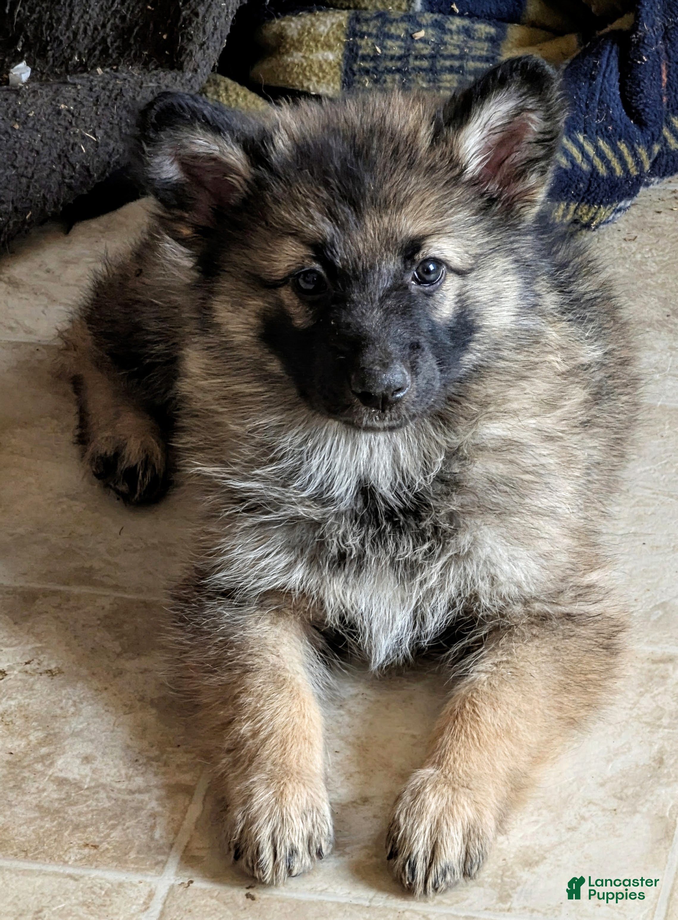 German Shepherd dogs for sale: Ratite  - Ad 15