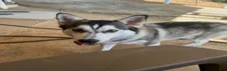 Mixed Breed dogs for sale: Mixed Breed 4 - Ad 3