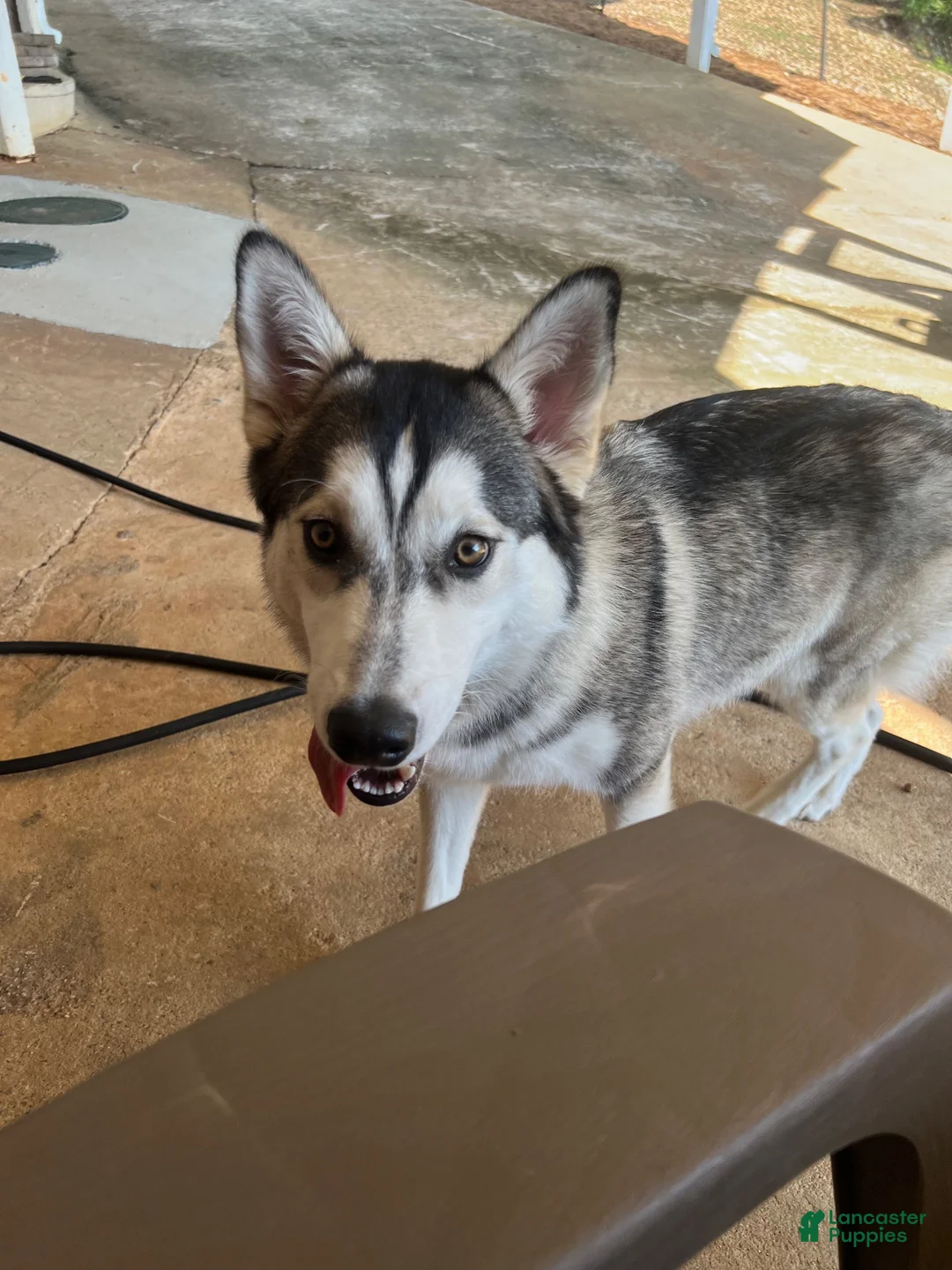 Mixed Breed dogs for sale: Mixed Breed 4 - Ad 3