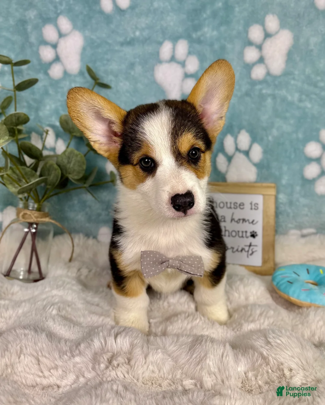 Welsh Corgi Pembroke dogs for sale: Beckham - Ad 9