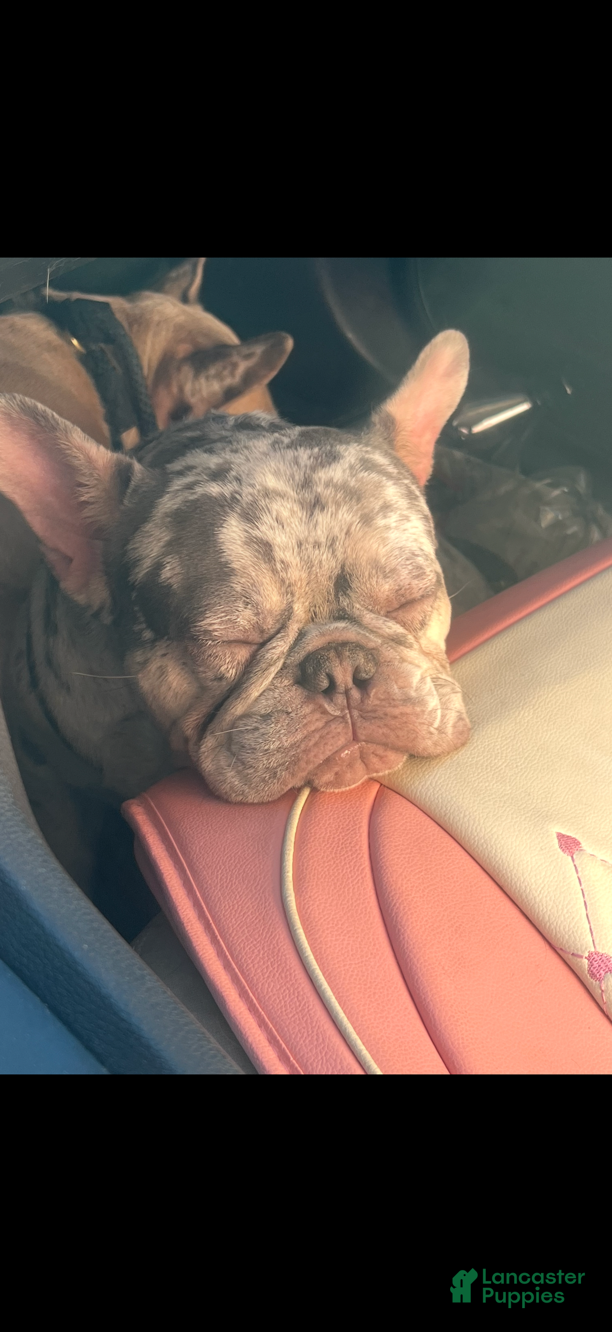 French Bulldog dogs French Bulldog Puppy 1 - Ad 25