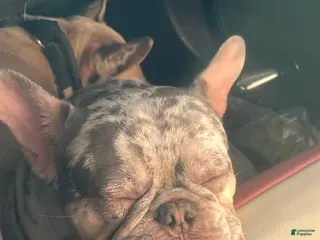 French Bulldog dogs French Bulldog Puppy 1 - Ad 16