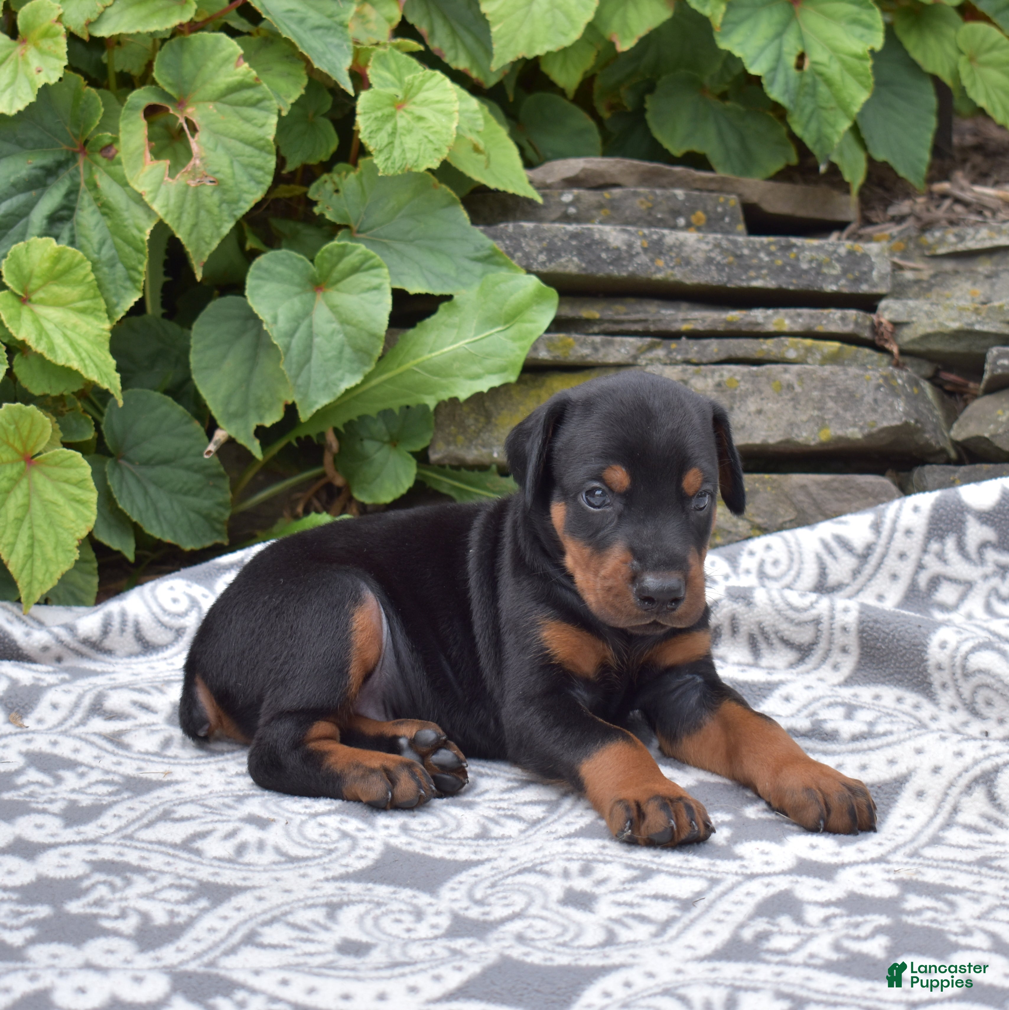 Doberman Pinscher dogs Rocky - Ad 2