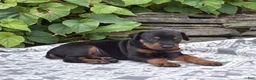 Doberman Pinscher dogs for sale: Rocky - Ad 2