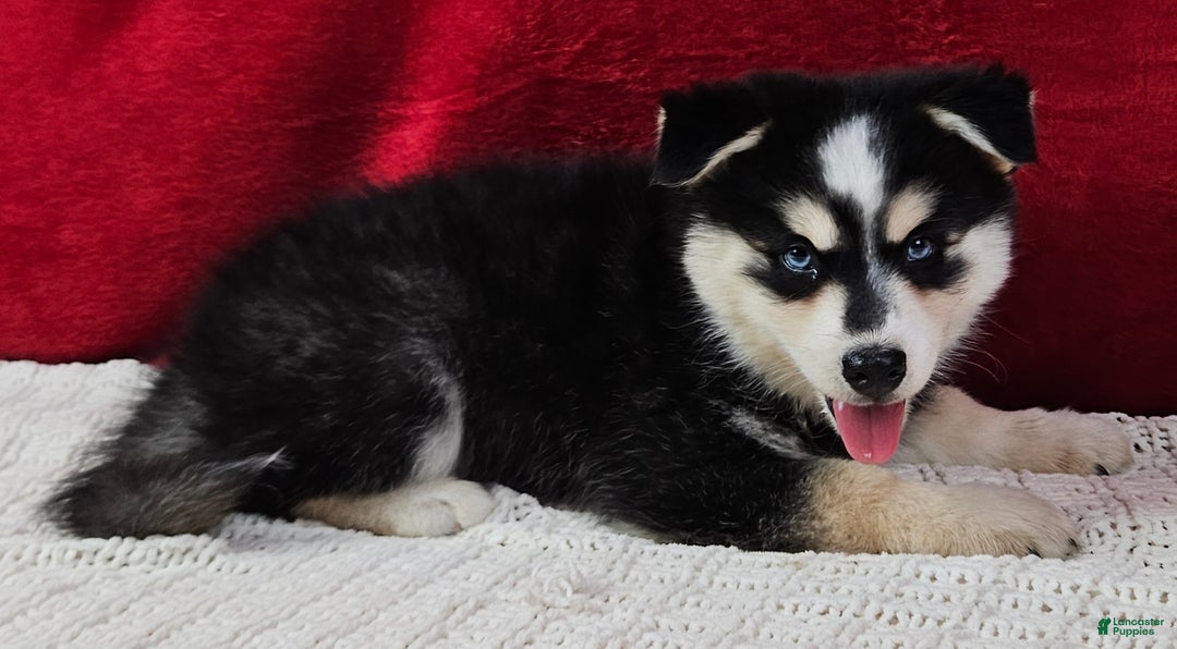 Pomsky dogs for sale: Moose - Ad 3