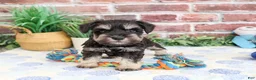 Miniature Schnauzer dogs for sale: Landon - Ad 2