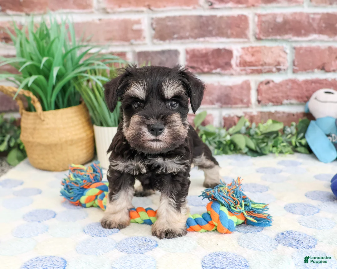 Miniature Schnauzer dogs for sale: Landon - Ad 2