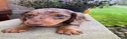 Miniature Dachshund dogs for sale: Stella - Ad 5