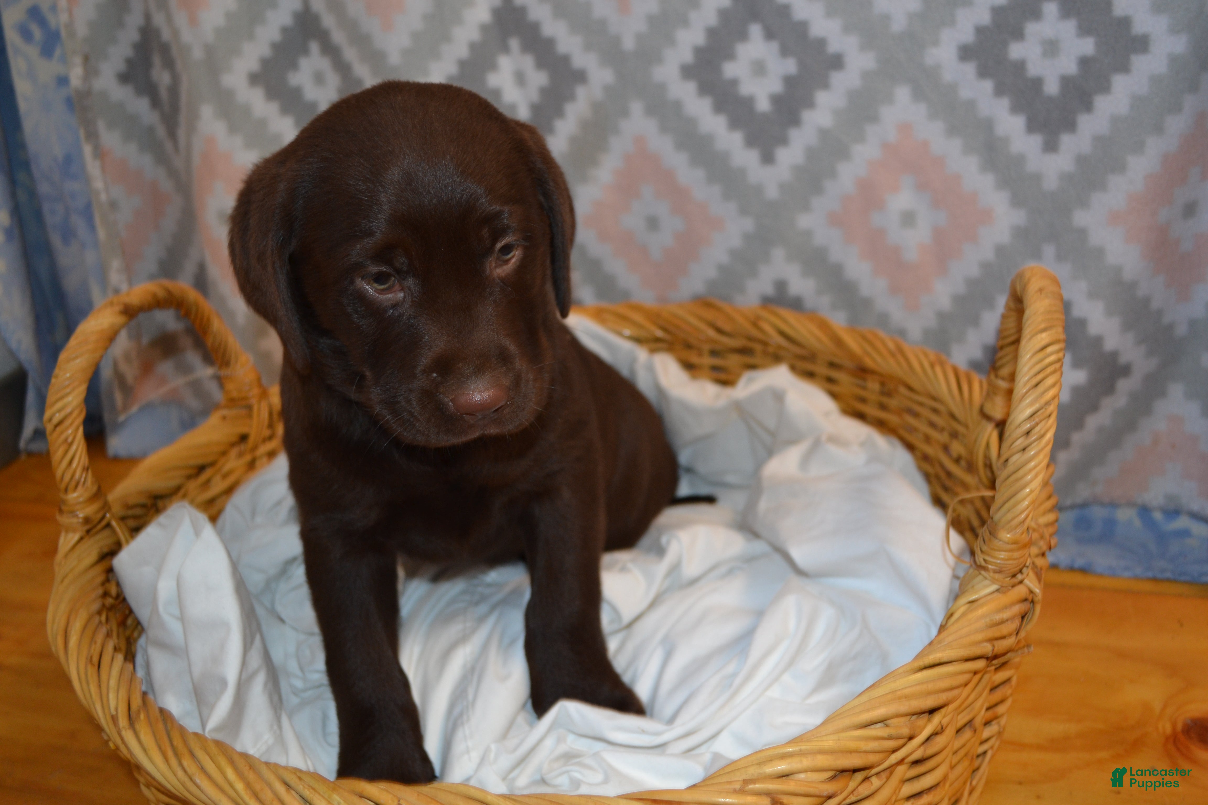 Labrador Retriever dogs Kelly - Ad 4