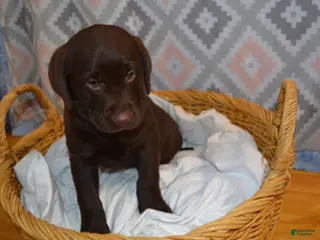 Labrador Retriever dogs Kelly - Ad 1