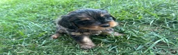 Mixed Breed dogs for sale: Brown Munchkin Bernedoodle  - Ad 3
