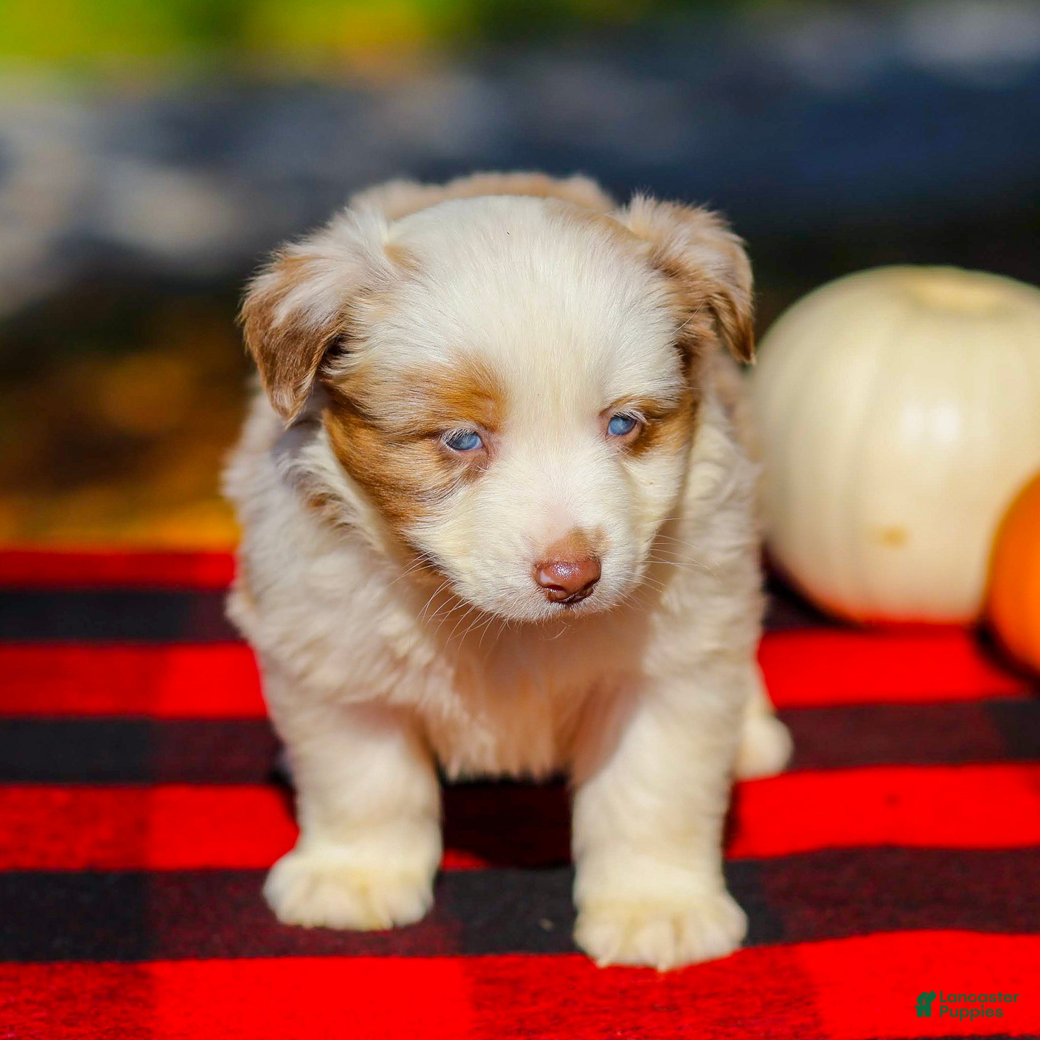 Miniature Australian Shepherd dogs for sale: Abby - Ad 2