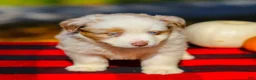 Miniature Australian Shepherd dogs for sale: Abby - Ad 2