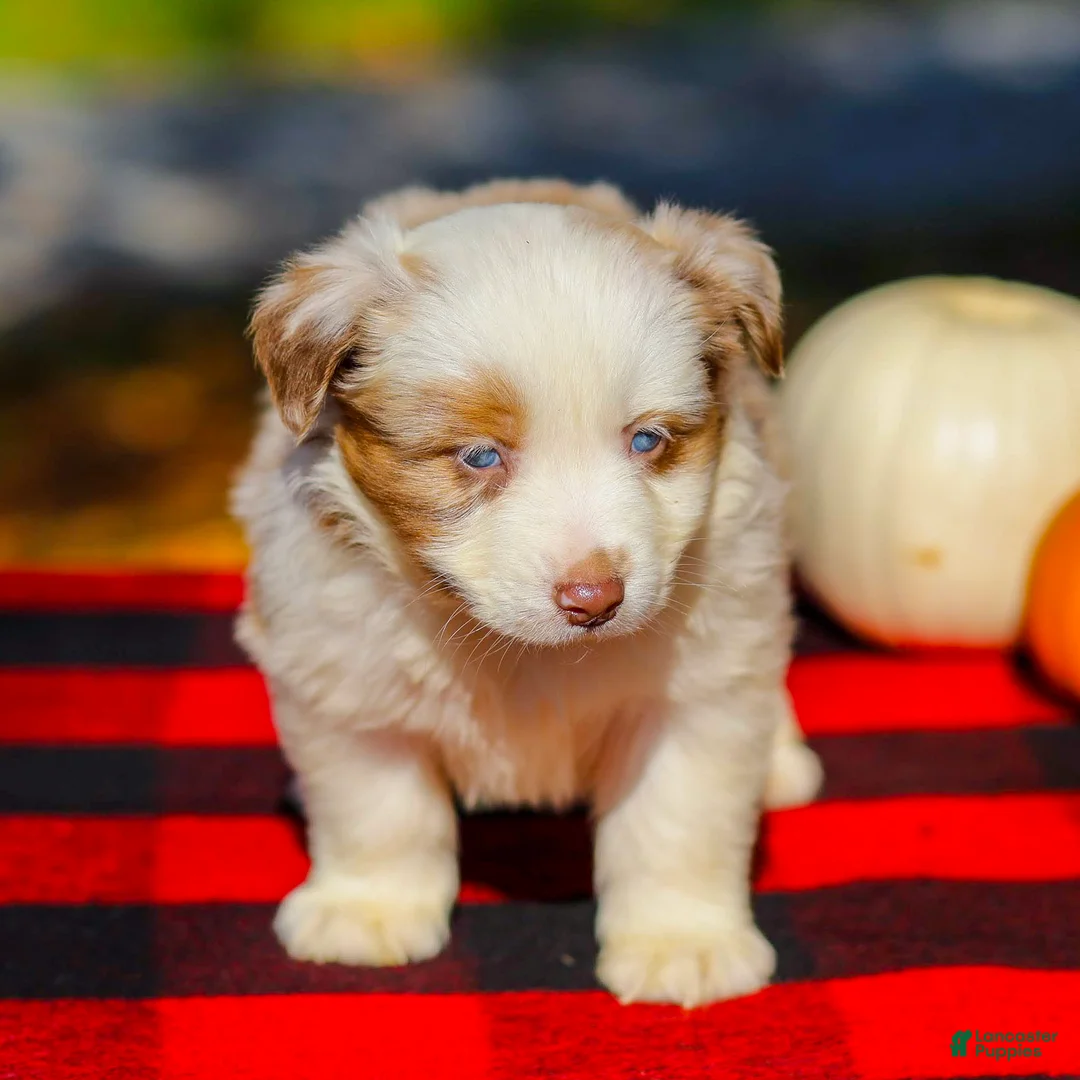 Miniature Australian Shepherd dogs for sale: Abby - Ad 2