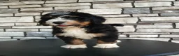 Bernedoodle dogs for sale: Kory - Ad 1