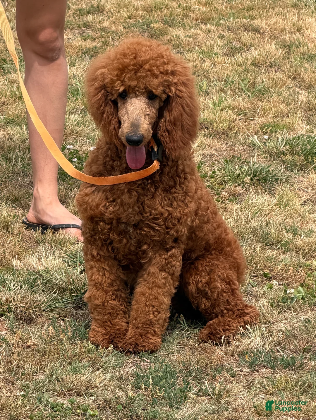 Miniature Poodle dogs for sale: Lincoln - Ad 2