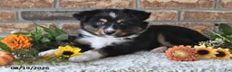 Miniature Australian Shepherd dogs for sale: Geo - Ad 5