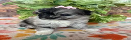 Pomapoo dogs for sale: Pomapoo 2 - Ad 4