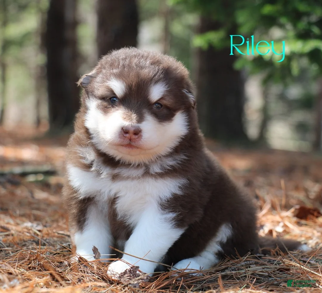 Alaskan Malamute dogs for sale: RIley - Ad 1