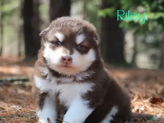 Alaskan Malamute dogs for sale: RIley - Ad 4