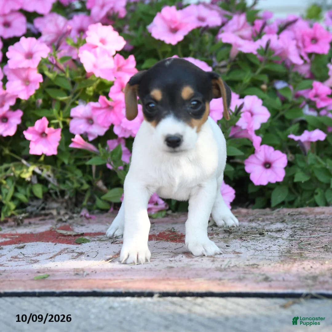 Jack Russell Terrier dogs for sale: Jo - Ad 5